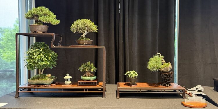 An elegant bonsai exhibition display against a black curtain. On the left, a multi-tiered dark wood shohin stand holds four distinct trees: a dense pine on the top left, a rounded deciduous tree on the top right, a lush maple on the bottom left, and a smaller flowering tree on the bottom right. A tiny white stone lantern sits between the bottom two trees. To the right, a separate low wooden stand features a miniature accent plant and a dramatic cascading pine in a rustic pot.