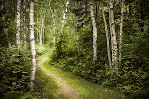 A narrow, winding dirt path curves gently through a dense, lush green forest. The scene is dominated by tall, slender birch trees with distinctive white bark, their leafy canopies filtering a soft, warm light onto the trail. Thick ferns and verdant undergrowth line the path, creating a serene and secluded atmosphere that invites exploration.