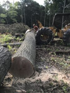 A man in an orange shirt is working in a wooded area, preparing a massive felled log for transport. He is using a cable from a yellow John Deere 440 log skidder to secure the trunk. The log shows a clean, wide cross-section of dark wood at the base. The ground is covered in wood chips and debris, and a large tree stump is visible in the background among dense green trees.