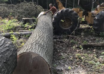 A man in an orange shirt is working in a wooded area, preparing a massive felled log for transport. He is using a cable from a yellow John Deere 440 log skidder to secure the trunk. The log shows a clean, wide cross-section of dark wood at the base. The ground is covered in wood chips and debris, and a large tree stump is visible in the background among dense green trees.