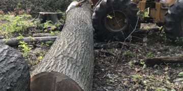 A man in an orange shirt is working in a wooded area, preparing a massive felled log for transport. He is using a cable from a yellow John Deere 440 log skidder to secure the trunk. The log shows a clean, wide cross-section of dark wood at the base. The ground is covered in wood chips and debris, and a large tree stump is visible in the background among dense green trees.