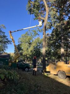 Professional tree service in action on a clear, sunny day. An arborist is positioned in the bucket of a tall yellow boom lift, pruning branches high up in a mature tree. On the ground, another worker in high-visibility gear and a hard hat supervises the operation. A green service truck and a large yellow wood chipper are parked nearby on the grass, surrounded by other leafy green trees.