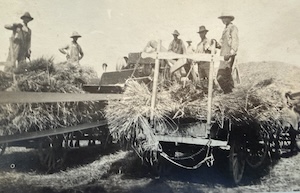 Several men in flat caps and hats stand atop wagons filled with wheat, using pitchforks to load a mechanical thresher; a long belt connects the machine to a steam engine out of frame.