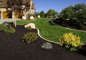 A medium-angle shot of a meticulously designed front yard featuring a vibrant green lawn with sweeping, curved edges. Large, dark brown mulch beds are filled with a variety of shrubs and trees, including a bright yellow evergreen bush in the foreground. Several large, natural-colored boulders are placed strategically throughout the beds to add texture and focal points. The garden is bordered by a clean, crisp trench edge that separates the manicured turf from the mulched areas. A beige house with a double wooden garage door and established trees is visible in the background under a clear blue sky.