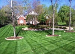 A wide-angle, high-perspective shot of a large, perfectly manicured residential lawn in Westfield, Indiana. The lush, dark green grass features a professional "checkerboard" striping pattern created by mowed lines reflecting light in alternating directions. Two established trees are in the foreground, each with a circular mulch bed at its base. In the center, a raised landscape island with large stones and low-profile shrubs separates the foreground from a large brick two-story home in the background. The scene is set on a bright, clear day, highlighting the uniform density and healthy color of the turf.