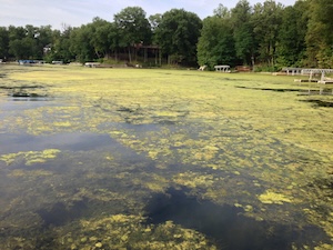 Wide shot of a calm waterway heavily covered in thick, yellowish-green algae blooms. The algae forms dense mats across the surface, with patches of dark, clear water peeking through. In the distance, a shoreline is lined with lush green trees and several residential wooden docks.