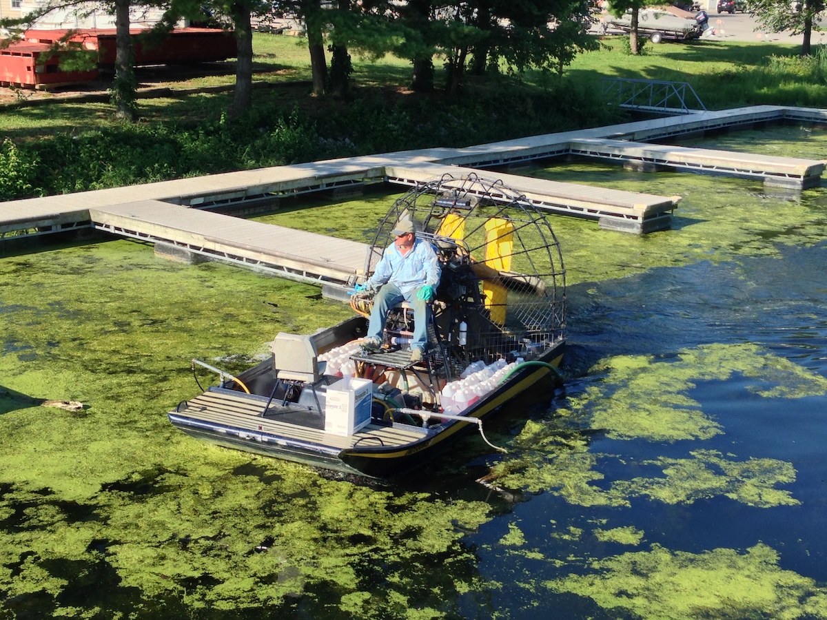 A man in a light blue long-sleeve shirt and a hat operates a flat-bottomed airboat on a waterway covered in thick green algae and duckweed. The boat is equipped with a large rear propeller in a safety cage and several white jugs, possibly containing herbicide or water treatments. A series of floating wooden docks and a grassy bank with trees are visible in the background.