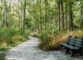 A wide, sun-dappled gravel path curves through a lush green forest. On the right side of the path in the foreground, there is a weathered grey wooden park bench. Dense trees and undergrowth line both sides of the trail.