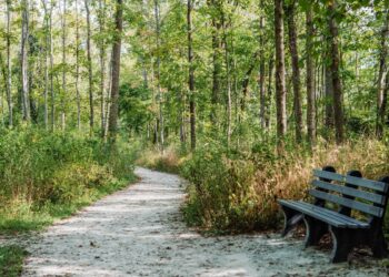 A wide, sun-dappled gravel path curves through a lush green forest. On the right side of the path in the foreground, there is a weathered grey wooden park bench. Dense trees and undergrowth line both sides of the trail.