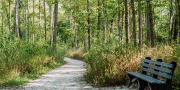 A wide, sun-dappled gravel path curves through a lush green forest. On the right side of the path in the foreground, there is a weathered grey wooden park bench. Dense trees and undergrowth line both sides of the trail.