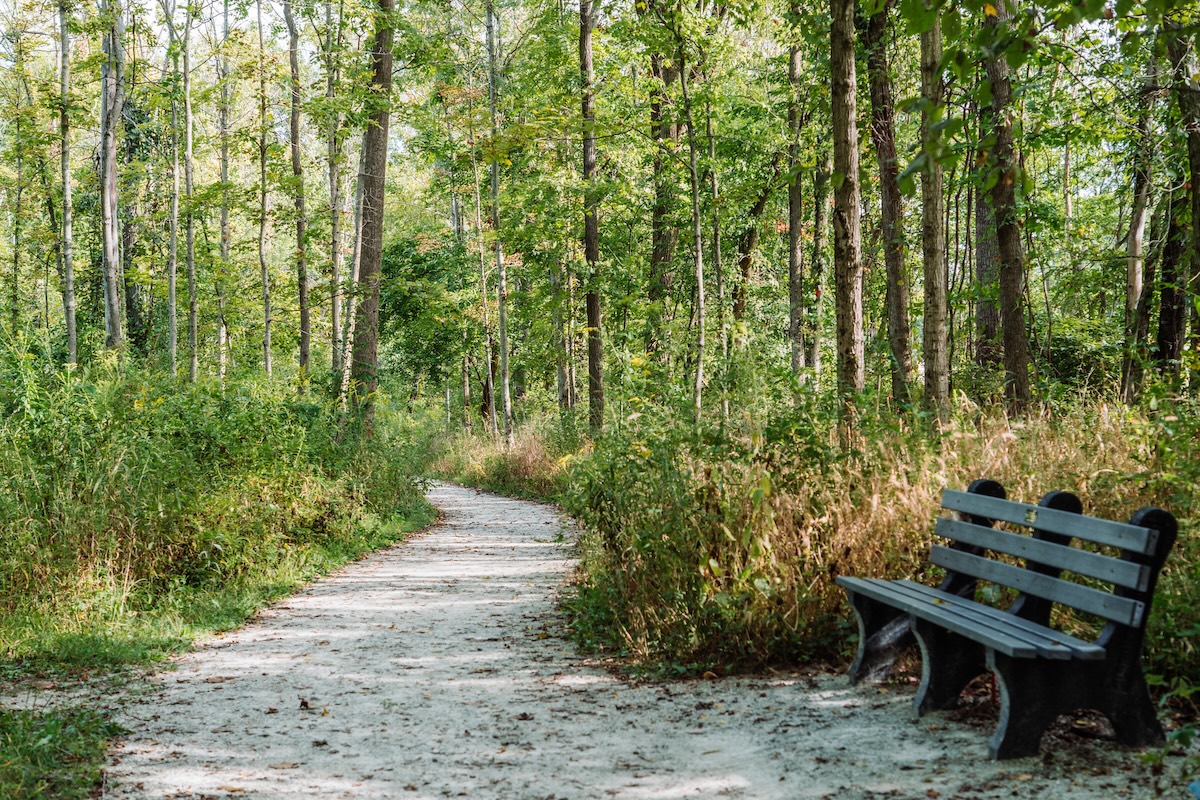 A wide, sun-dappled gravel path curves through a lush green forest. On the right side of the path in the foreground, there is a weathered grey wooden park bench. Dense trees and undergrowth line both sides of the trail.