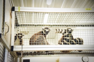 An indoor shot captures three ring-tailed lemurs resting on an upper level inside a wide, white-framed wire mesh enclosure. The lemurs feature distinctive black-and-white banded tails, white faces with dark patches around their eyes, and gray bodies. The lemur on the far left peeks over the ledge, the center lemur sits facing right in profile, and the lemur on the right faces forward with its striped tail curled up behind it. Bright overhead fluorescent lights reflect off the metal mesh structure and the corrugated ceiling panels above.