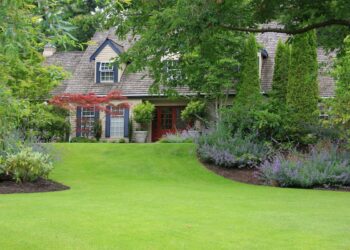 A traditional Cape Cod-style house with a wood shingle roof and dormer windows sits nestled behind lush, professional landscaping. A perfectly manicured, bright green lawn slopes gently toward the camera, framed by thick garden beds overflowing with vibrant purple catmint and tall, slender evergreen trees. A small, delicate red Japanese maple adds a pop of color near the light-tan siding, while the deep red front door and dark blue shutters provide classic accents. The entire scene is bathed in soft, natural light, highlighting the meticulously maintained "curb appeal."