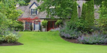 A traditional Cape Cod-style house with a wood shingle roof and dormer windows sits nestled behind lush, professional landscaping. A perfectly manicured, bright green lawn slopes gently toward the camera, framed by thick garden beds overflowing with vibrant purple catmint and tall, slender evergreen trees. A small, delicate red Japanese maple adds a pop of color near the light-tan siding, while the deep red front door and dark blue shutters provide classic accents. The entire scene is bathed in soft, natural light, highlighting the meticulously maintained "curb appeal."