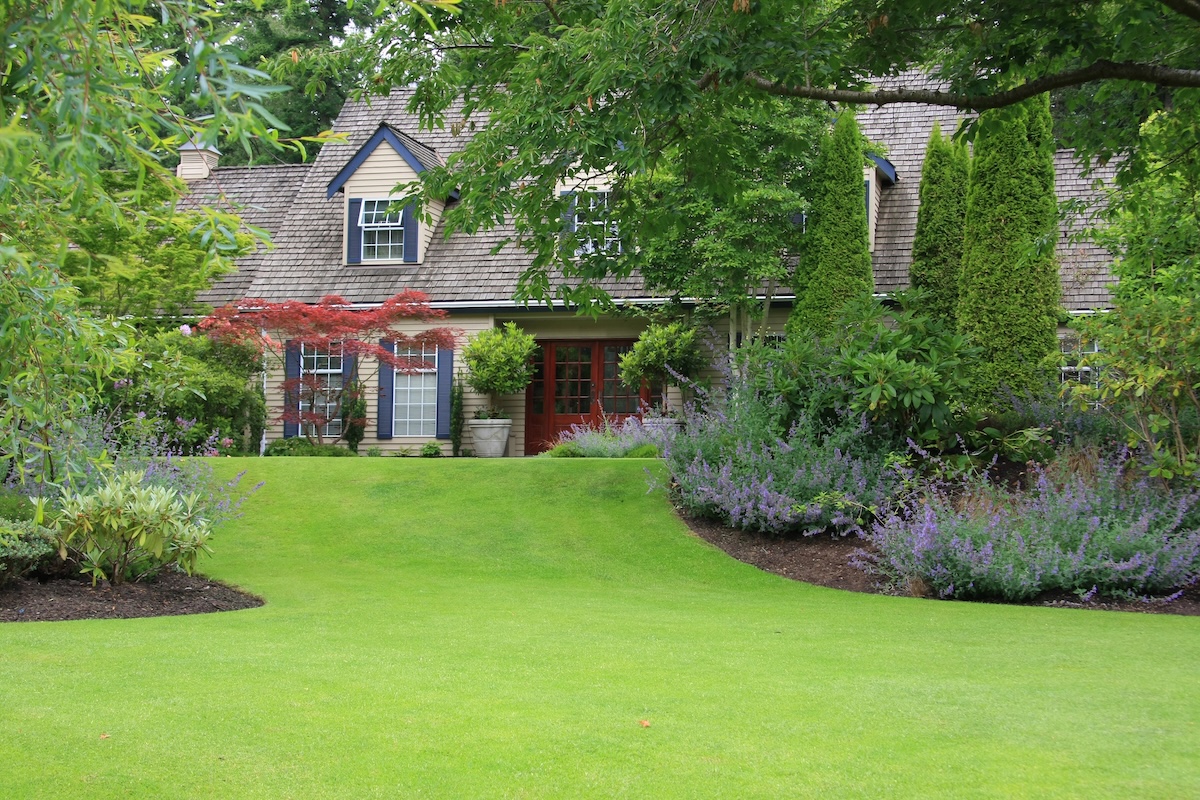 A traditional Cape Cod-style house with a wood shingle roof and dormer windows sits nestled behind lush, professional landscaping. A perfectly manicured, bright green lawn slopes gently toward the camera, framed by thick garden beds overflowing with vibrant purple catmint and tall, slender evergreen trees. A small, delicate red Japanese maple adds a pop of color near the light-tan siding, while the deep red front door and dark blue shutters provide classic accents. The entire scene is bathed in soft, natural light, highlighting the meticulously maintained "curb appeal."