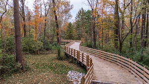 A low-angle shot of a wide wooden boardwalk winding through a forest with autumn leaves. The boardwalk features high wooden railings and leads into a curve toward the background. The surrounding trees show various fall colors, including yellows, oranges, and greens.