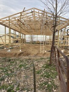 An outdoor shot captures the open wooden framework of a large pole barn or agricultural building in mid-construction. The structure features vertical pressure-treated posts resting on concrete footings, supporting a complex network of pre-engineered wooden roof trusses. The building has no walls or roof panels yet, revealing the bare dirt floor inside and the open landscape beyond. A tall wooden ladder stands vertically inside the frame. In the foreground, a grassy patch with fallen leaves is bordered by a wire fence and a rusty metal gate.