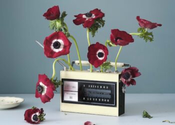 A whimsical still-life photo features several deep red anemones growing out of a vintage, cream and black "Radio Corporation of America" (RCA) transistor radio. The flowers, with their striking white and black centers, lean in different directions on long, curved green stems. One bloom rests on the light-colored surface next to the radio, while others appear to emerge from the top and the antenna port. The scene is set against a solid, muted blue background, creating a clean and artistic composition.