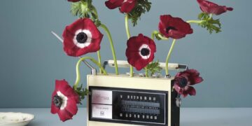 A whimsical still-life photo features several deep red anemones growing out of a vintage, cream and black "Radio Corporation of America" (RCA) transistor radio. The flowers, with their striking white and black centers, lean in different directions on long, curved green stems. One bloom rests on the light-colored surface next to the radio, while others appear to emerge from the top and the antenna port. The scene is set against a solid, muted blue background, creating a clean and artistic composition.