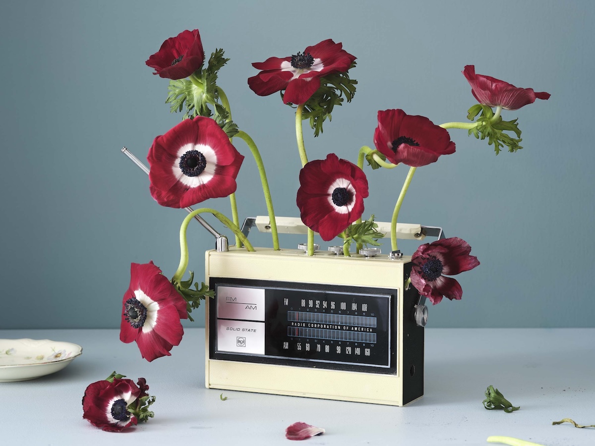 A whimsical still-life photo features several deep red anemones growing out of a vintage, cream and black "Radio Corporation of America" (RCA) transistor radio. The flowers, with their striking white and black centers, lean in different directions on long, curved green stems. One bloom rests on the light-colored surface next to the radio, while others appear to emerge from the top and the antenna port. The scene is set against a solid, muted blue background, creating a clean and artistic composition.