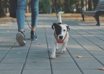 A small black-and-white Jack Russell Terrier wearing an orange harness walks forward on a gray stone-paved park path while on a leash. A person wearing blue jeans and black sneakers walks right behind the puppy, with a park bench and trees blurred out in the soft-focus background.