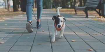 A small black-and-white Jack Russell Terrier wearing an orange harness walks forward on a gray stone-paved park path while on a leash. A person wearing blue jeans and black sneakers walks right behind the puppy, with a park bench and trees blurred out in the soft-focus background.
