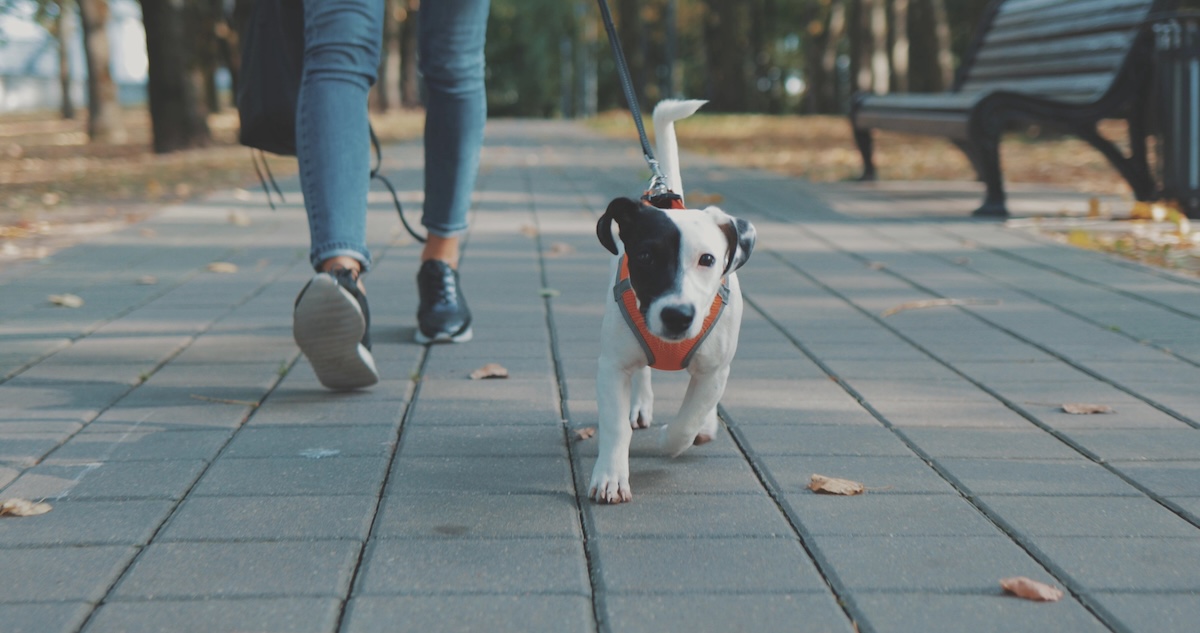 A small black-and-white Jack Russell Terrier wearing an orange harness walks forward on a gray stone-paved park path while on a leash. A person wearing blue jeans and black sneakers walks right behind the puppy, with a park bench and trees blurred out in the soft-focus background.
