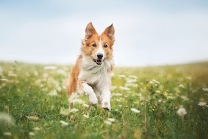 A medium-sized, long-haired Border Collie with tan and white fur bounds enthusiastically forward through a lush green meadow. The field is scattered with small white wildflowers and dandelion seed heads under a bright, softly blurred blue sky.