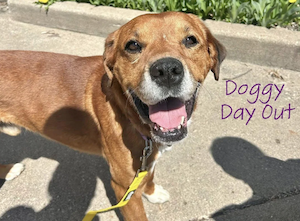 A close-up shot captures a happy, brown short-haired dog with white paws smiling directly at the camera on a sunny day. The dog has its mouth wide open, showing its tongue, and is wearing a yellow leash while standing on a concrete sidewalk next to a curb. The purple handwritten text "Doggy Day Out" is edited onto the right side of the image.