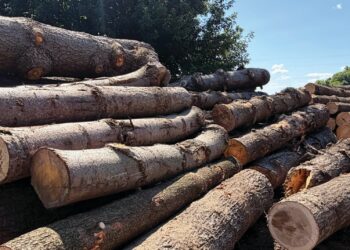 The Right Lumber Creekside Saw Mill